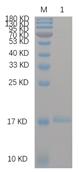 Reducing 12% SDS-PAGE and WB analysis profiles of purified CRBN-BAP (CBB stained)